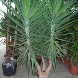 Yucca Elephantipes