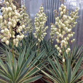 Yucca Gloriosa Variegata