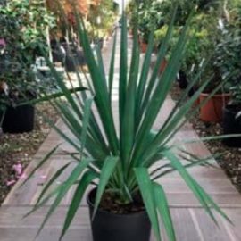 Yucca Gloriosa