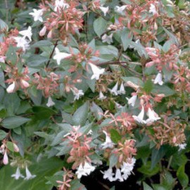 Abelia x Grandiflora