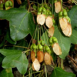 Acer Monspessulanum – Erable de Montpellier