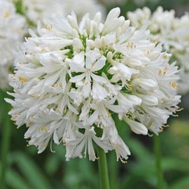 Agapanthus Africanus  ou Umbellatus Blanc