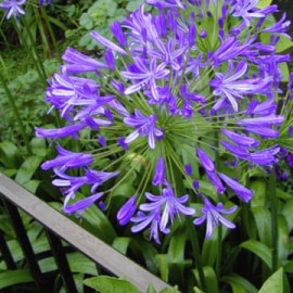 Agapanthus Africanus  ou Umbellatus Bleu