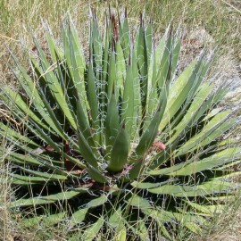 Agave Pilifera – Agave Poilu