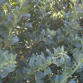 Atriplex Halimus – Arroche