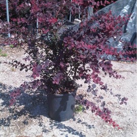 Berberis Media Red Jewel – Epine-Vinette