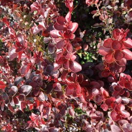 Berberis Thunbergii Atropurpea Nana – Epine Vinette