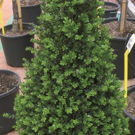 Buxus Sempervirens – Buis