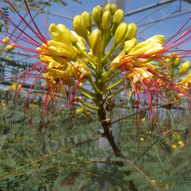 Caesalpinia Gillesii – Oiseau du Paradis