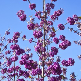 Callicarpa Bodinieri « Profusion »