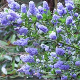 Ceanothus Prostatus