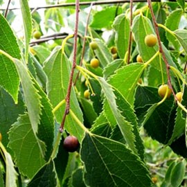 Celtis Australis – Micocoulier de Provence