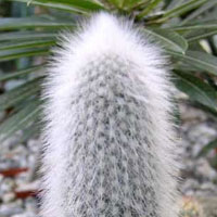 Cephalocereus Senilis – Barbe de Vieillard