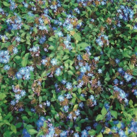 Ceratostigma Griffithii – Plumbago rampant