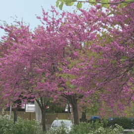 Cercis Siliquastrum – Arbre de Judée