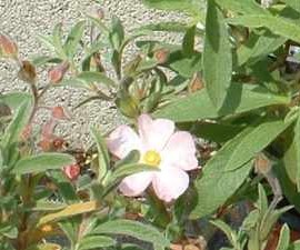 Cistus x Skanbergi – Ciste blanc rose