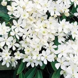 Clematis Armandii – Clématite blanche