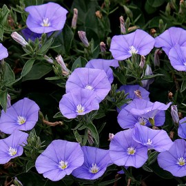 Convolvulus Mauritanicus – Liseron bleu