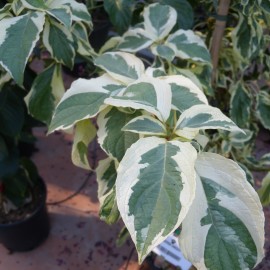 Cornus Alba Argentao Marginata – Cornouiller Panaché