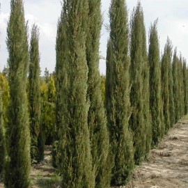 Cupressus Sempervirens Pyramidalis – Cyprès de Florence de Greffe