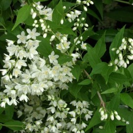 Deutzia Gracillis