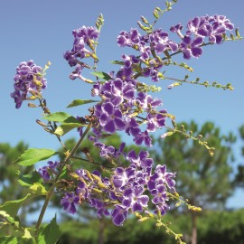 Duranta Erecta Geilcha Girl