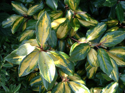 Elaeagnus x Ebbingei Lime Light – Chalef