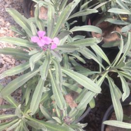 Erysimum Linifolium Bowles Purple