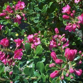 Escallonia  Macrantha Rubra