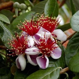 Sellowiana Feijoa