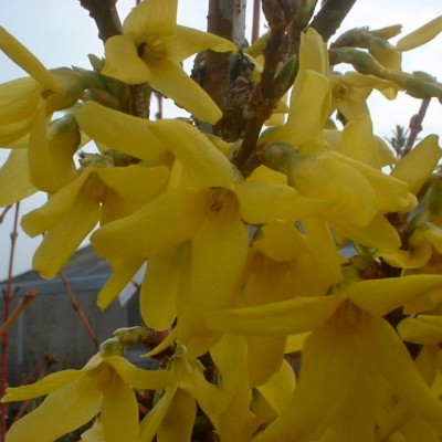 Forsythia x Intermedia Spectabilis