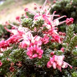 Grevillea Lanigera Mount Thamboritha