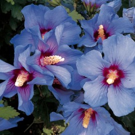 Hibiscus Syriacus Oiseau Bleu – Althéa