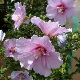 Hibiscus Syriacus – Althea