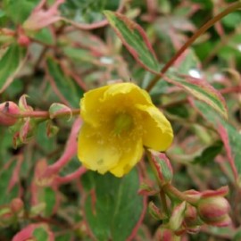 Hypericum Moserianum tricolor – Millepertuis