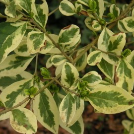 Ligustrum Ovalifolium Argenteum – Troène Panaché