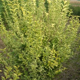 Ligustrum Ovalifolium Aureum – Troène doré