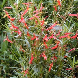 Lobelia Laxiflora