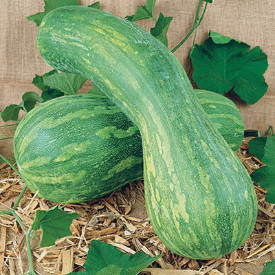 COURGE Longue de Nice