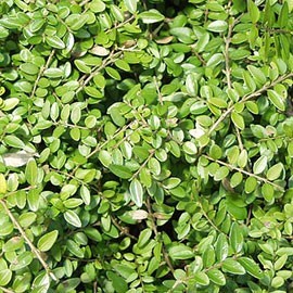 Lonicera Nitida Maigrun