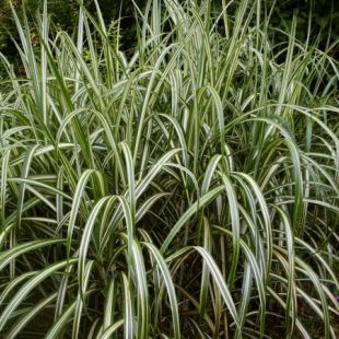 Miscanthus sinensis Cabaret – Roseau de Chine zebre blanc