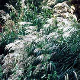 Miscanthus sinensis Early Hybrid – Roseau de Chine