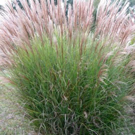 Miscanthus sinensis Gracillimus – Roseau de Chine vert et blanc