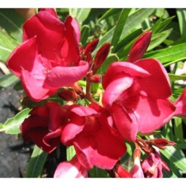 Nerium Oleander emile sahut rouge simple – Laurier Rose