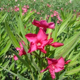 Nerium Oleander  Hardy red Rouge simple – Laurier Rose