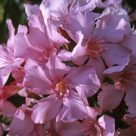 Nerium Oleander Magaly rose simple – Laurier Rose