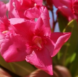 Nerium Oleander Margaritha rose simple – Laurier rose