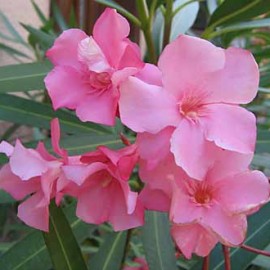 Nerium Oleander Virginie Rose simple – Laurier Rose