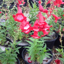 Penstemon Phare Rouge