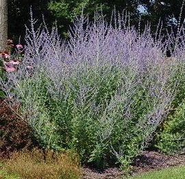 Perovskia Atriplifolia Blue Spire – Sauge